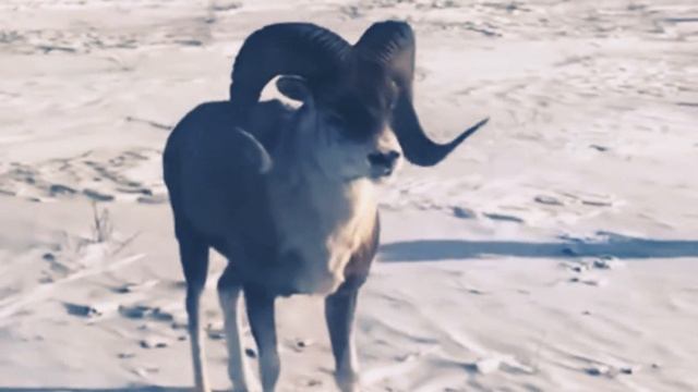 Страна Архары Горный Баран смотреть онлайн