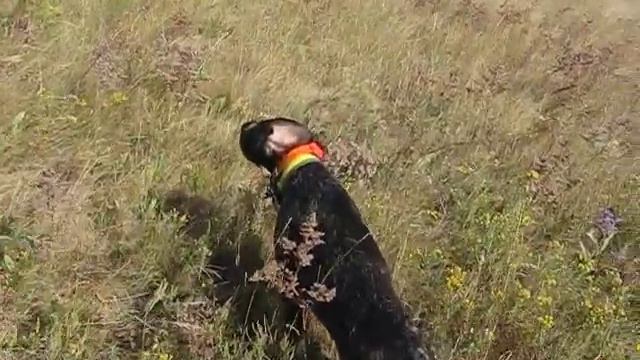 Охота на тетерева с подружейной собакой смотреть онлайн