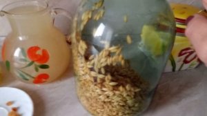 Овсяный квас (часть 2)