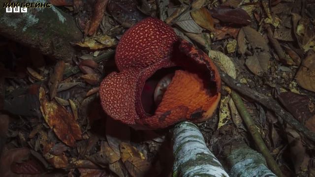 Растения-супергерои смотреть онлайн