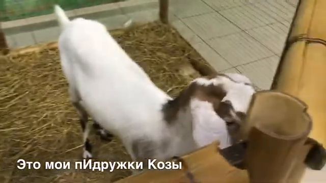 ПОХОД В КОНТАКТНЫЙ ЗООПАРК, МЫ РАЗБИЛИ ПОСУДУ смотреть онлайн