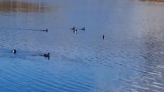 ОЗЕРО БАБОШКИНО (БАБОШКА) БАЛАШИХА_МОСКОВСКАЯ ОБЛАСТЬ 18.04.2018 ГОД (720p).mp4