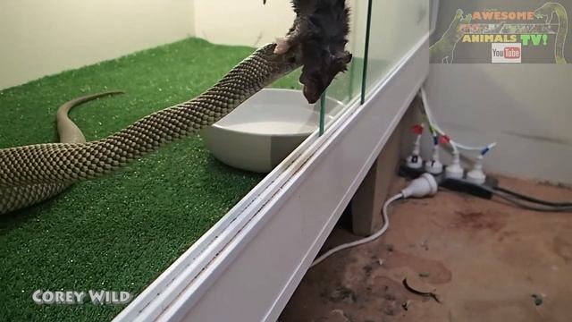 Venomous Snakes Australia - SNAKE DUDE on YouTube - King brown snake OR Mulga snake? Sony Camera WI смотреть онлайн