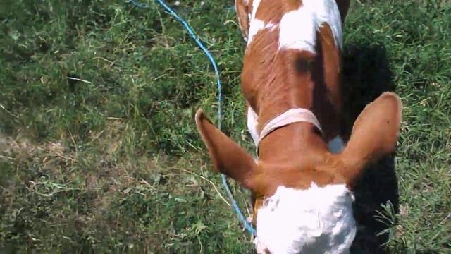 маленький красивый телёнок смотреть онлайн