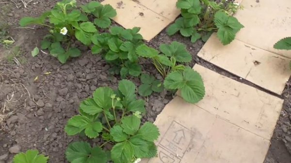 Нормировка персика