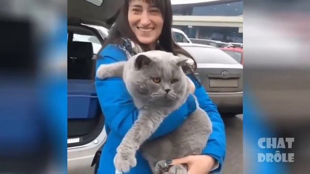 Lustig Katzen 2 смотреть онлайн