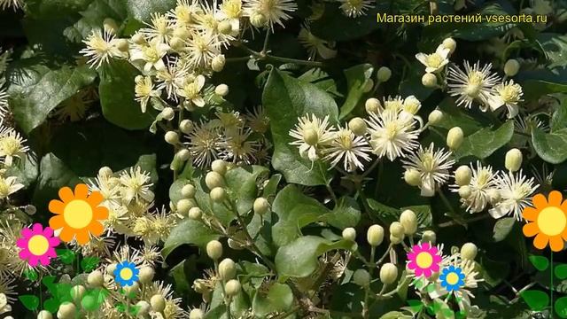 Клематис виноградолистный. Краткий обзор, описание характеристик clematis vitalba смотреть онлайн