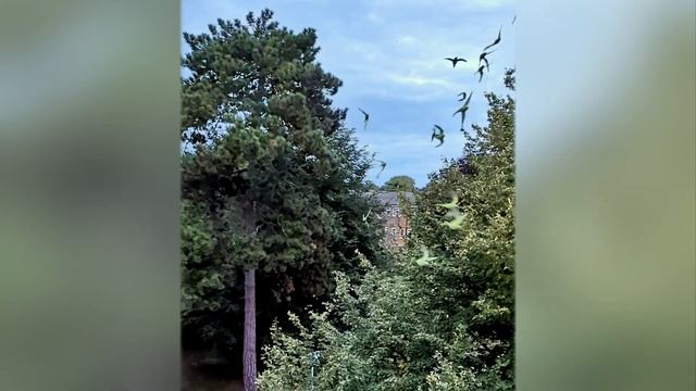 parakeet fly past смотреть онлайн