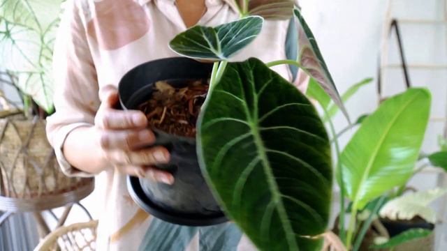 RARE PLANT HAUL Variegated Alocasia & more! [Belanjaan Tanaman-BAHASA INDO SUB] смотреть онлайн