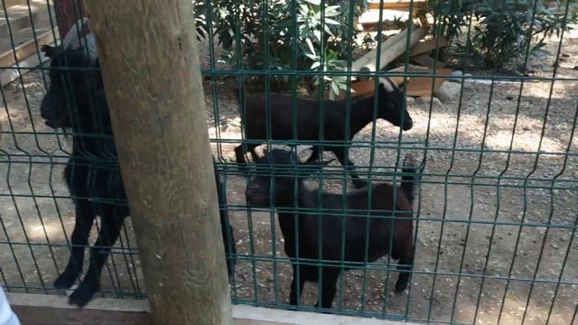 Динопарк (Кемер Турция) смотреть онлайн