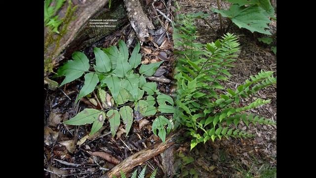 ЦИРТОМИУМ (CYRTOMIUM) Папоротник смотреть онлайн