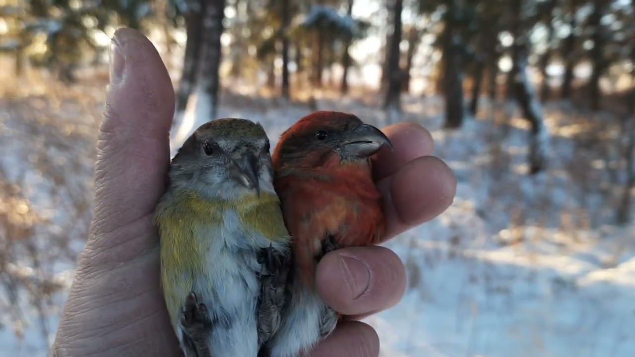 Ловля певчих птиц 25.11.22. смотреть онлайн