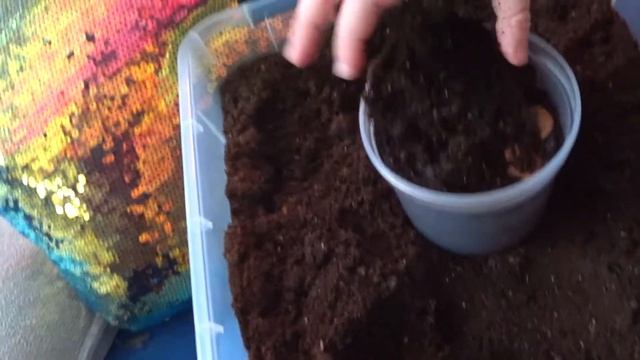 Сеем бобы и георгины. Соревнование - у кого быстрее взойдут семена. Я посеяла георгины, а Марк бобы смотреть онлайн