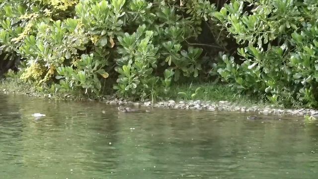 6 Adult 4 Pups Otter 1 Monitor Lizard @ Jurong Lake Garden 12月11日 Part 1 смотреть онлайн