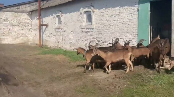 Альпийские козы