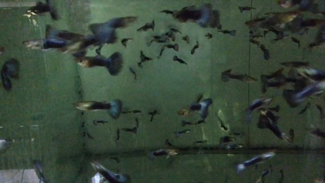 Guppy Moscow Green XL смотреть онлайн