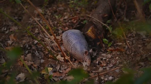 PUMA NÃO VIU A MORTE NÃO SUA FRENTE, veja o que aconteceu no final смотреть онлайн