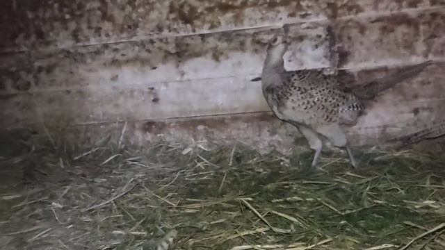 КАК И ГДЕ ОТКЛАДЫВАЕТ ЯЙЦА ДИКИЙ ФАЗАН В НЕВОЛЕ!РАЗВЕДЕНИЕ ФАЗАНОВ У СЕБЯ ДОМА!ЖДЁМ ЦЫПЛЯТ!ЛОВЛЯ ЯИ