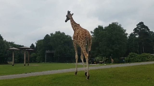 Серенгети парк в Ходенхагене, Нижняя Саксония — это зоопарк, сафари парк и парк развлечений смотреть онлайн