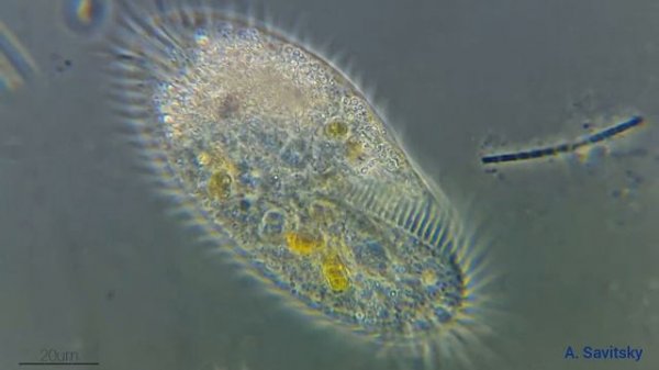 Инфузория Стилонихия \\\\ Ciliate Stylonychia