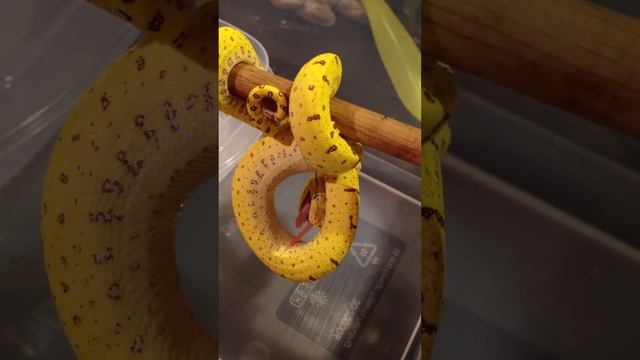 Green Tree Python (Morelia Viridis) Feeding - Part 3 - "I'm Done" смотреть онлайн