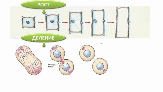 Процессы жизнедеятельности клетки | Биология 5 класс #7 | Инфоурок смотреть онлайн