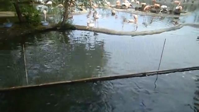 Кормление карпов в Московском зоопарке смотреть онлайн