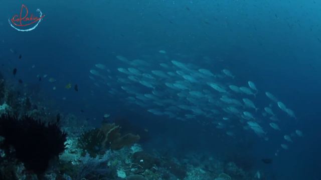 Jacks in Raja Ampat with Coralia Liveaboard смотреть онлайн