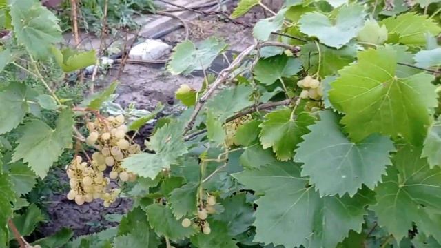 Виноград восени, як допомогти дозріванню лози смотреть онлайн