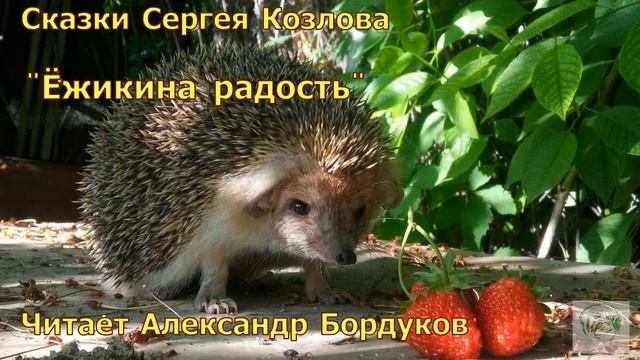 Сказки С. Козлова. Ёжкина радость. смотреть онлайн