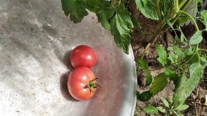 Томат „Первоклашка" и „Видимо невидимо"