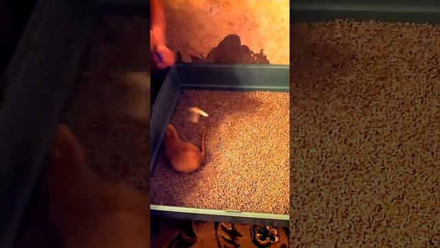 Есть ещё порох в пороховницах смотреть онлайн