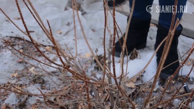 Какая обрезка гортензии ускорит ее цветение смотреть онлайн