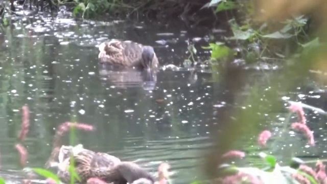 Утка, в дикой природе, крупным планом! смотреть онлайн