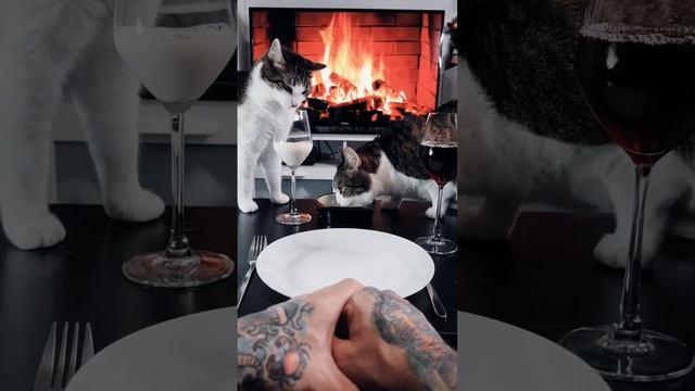PURRfect Date! смотреть онлайн