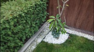 Мой сад уходящий в зиму!