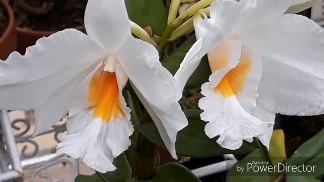ОРХИДЕИ в домашних условиях. Орхидея Дендробиум. Dendrobium Formidible смотреть онлайн