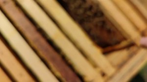 Как правильно подсилить слабые пчелиные семьи ранней весной помогаю поздним сильным маткам БАКФАСТ