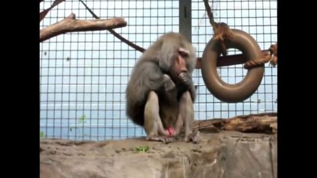 CHILLIN' WITH 'SACRED BABOONS' - Hamadryas Baboon (Papio hamadryas) смотреть онлайн