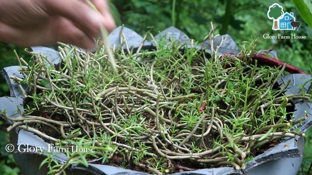 ഇങ്ങനെ ചെയ്താല് മഴക്കാലത്തും നിങ്ങളുടെ പത്തുമണി ചെടികള് നശിക്കില്ല | Glory Farm House смотреть онлайн
