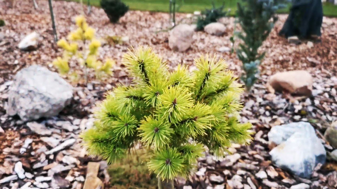 Осенние работы в саду редких хвойных растений!Мои солнышки! 14-15 октября 2023г смотреть онлайн