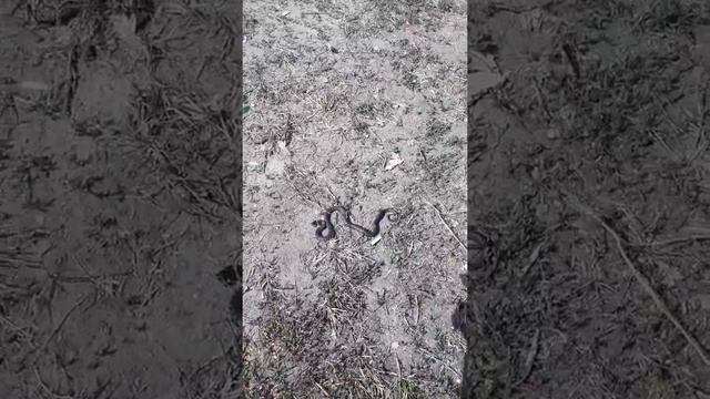 Встретил #ужа и захотелось поиграть в #Дроздова. смотреть онлайн