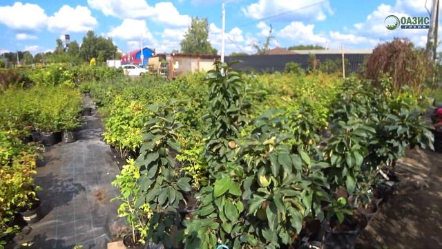 Где купить саженцы плодовых деревьев и кустарников? Обзор садового центра Оазис Маркет. смотреть онлайн