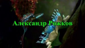 Александр Рожков