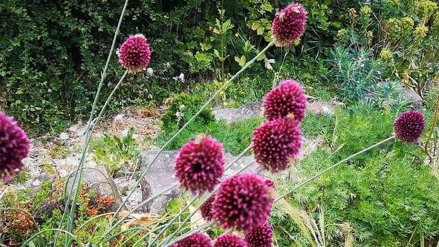 Allium / Díszhagyma