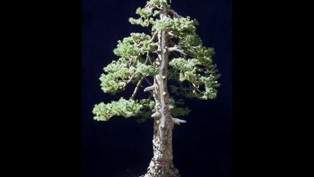 Picea abies 'Virgata' Also known as Virgata Snake Branch Spruce смотреть онлайн