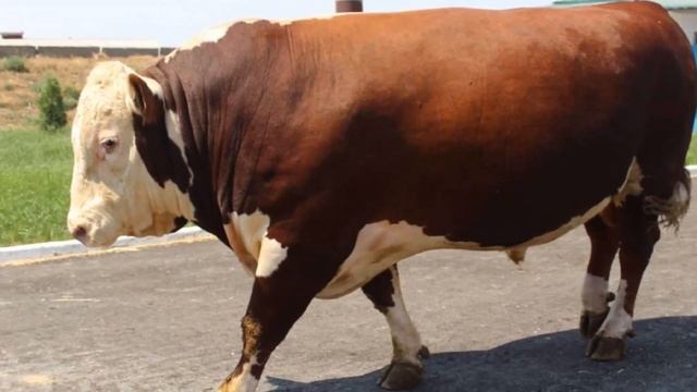 Порода крс Герефорд плюсы, минусы, особенности | Герефорд бычки | Герефорды смотреть онлайн