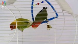 Неразлучники.   Все о породе попугаев.