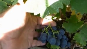 Сорт винограда Муромец.