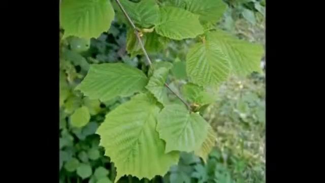 Павел Беседин стихи друзей Ст Аллы Габрелян Сад смотреть онлайн